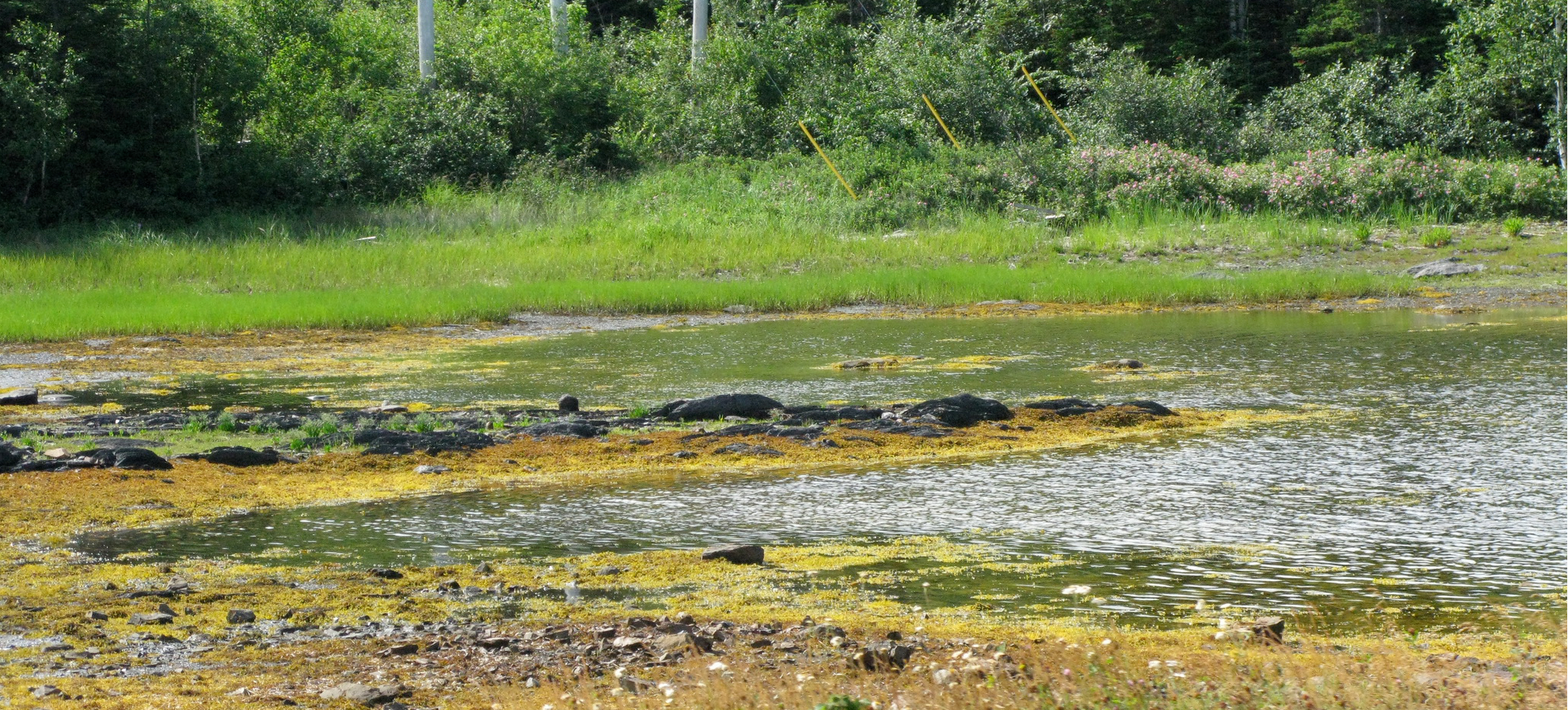 Pinterest Gets Slopped